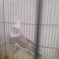 عروس هلندی جوجه بالغ دستی لیتینو البینو|پرنده|مبارکه, |دیوار