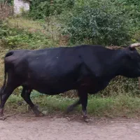 فروش گاو دورگه اصیل