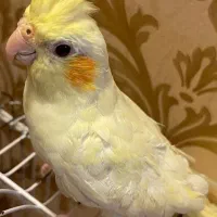 پرنده ی عروس کاملا دستی