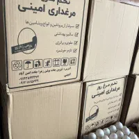 پخش تخم مرغ ممتاز|خوردنی و آشامیدنی|قزوین, |دیوار