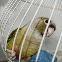 گیرینچیک نر آناناسی