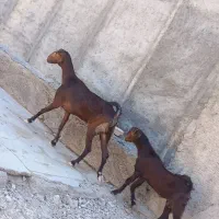 بز و بزغاله