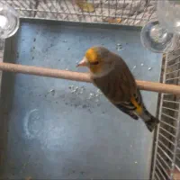 سهره قناری زیبا مست بخون|پرنده|قرچک, مهدیه|دیوار