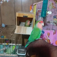 طوطی ملنگو و طوطی برزیلی و قفس و پایه|پرنده|بندرعباس, |دیوار