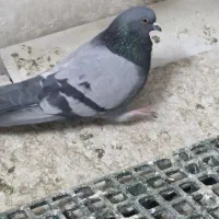 کبوتر زرد و سبز