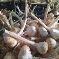 سیر|خوردنی و آشامیدنی|چرداول, |دیوار