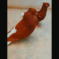 کبوتر دم سفید ۵۰ سانتی