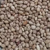 لوبیا چیتی
