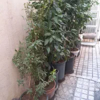 تعدادی درختچه پرتغال ‌پسته‌ لیمو شیرین|گل و گیاه طبیعی|تهران, یاخجی آباد|دیوار