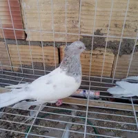 نرماده