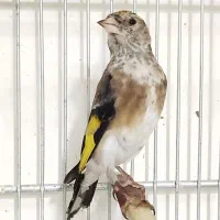 سهره