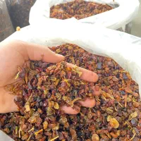 کشمش آبگیری تاکستان