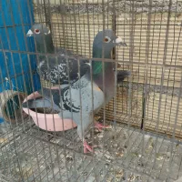 کبوترپلاکی