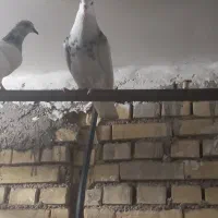 نر طوقی|پرنده|خرمشهر, |دیوار