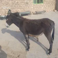 چویل