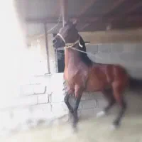 اسب نریان عرب دوسر