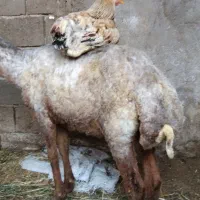 بره یاگوسفند  در هندیجان