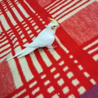 عروس هلندی|پرنده|خمینی‌شهر, |دیوار