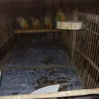 ۴عددطوطئ کرینجک ناناسی