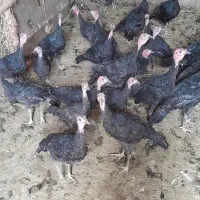 فروش بوقلمون 8 ماهه
