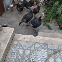 بوقلمون کاملا محلی ( خومالی)|حیوانات مزرعه|سردشت, |دیوار