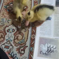 فروش دو جوجه اردک