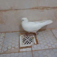 سفید اراکی|پرنده|اهواز, کوی پیروزی|دیوار