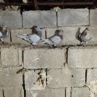 کبوتر پوسپیازی