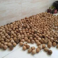 گردوی کاغذی درجه یک با پوسته و خشک|خوردنی و آشامیدنی|مشگین شهر, |دیوار
