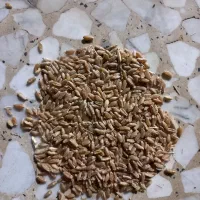 گندم دهدشت.کود سفید.کود فسفات ساده