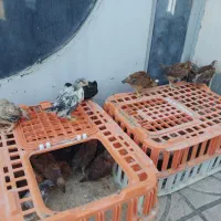 فروش جوجه طیور زنده