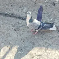 دمگیر|پرنده|اصفهان, شاهد|دیوار