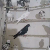 کبوتر نر. سیاه