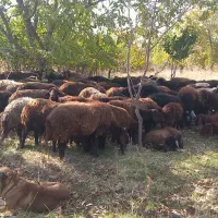 گوسفند|حیوانات مزرعه|نوشین شهر, |دیوار