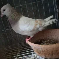 کبوتر ماده سوسنی دمسفید