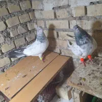 شیخی وپلاکی|پرنده|رامشیر, |دیوار