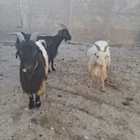 بز وبزغاله