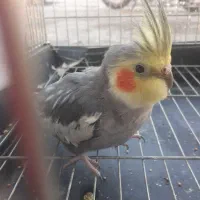 عروس هلندی نر