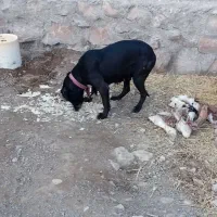 سک ماده قره قیز|سگ|بستان آباد, |دیوار