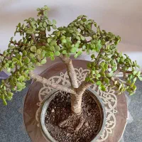 بنسای پرتلاکاریا|گل و گیاه طبیعی|کرمان, |دیوار