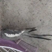 عروس هلندی|پرنده|تبریز, |دیوار