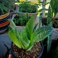 نخل مرداب،استاپیلیا،سانسوریا پاکوتاه|گل و گیاه طبیعی|ایلام, |دیوار