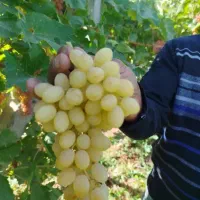 نهال انگورخوشه طلایی|خدمات باغبانی و درختکاری|تاکستان, |دیوار