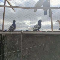 کبوتر شهرستانی