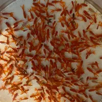 ماهی قرمز|ماهی|شاهرود, |دیوار