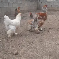 جوجه برهما