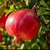 اجاره باغ انار