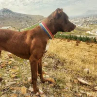 واگذاری سگ پیتبول ۲سال ۸ ماه