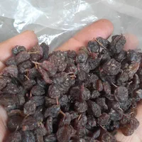 مرکز پخش کشمش آفتابی و شیره|عمده‌فروشی|رشت, کوی عرفان|دیوار