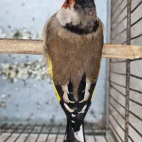 سهره نر دورگ|پرنده|سیرجان, |دیوار